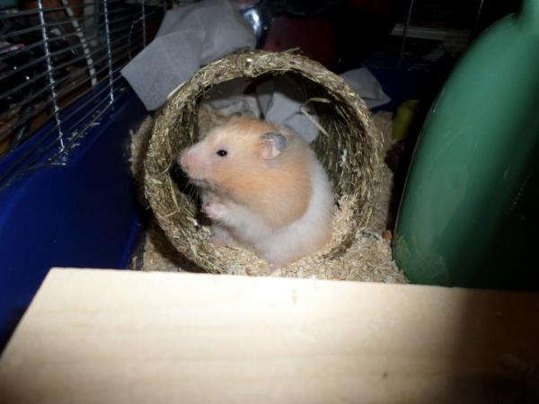 hamster 2013 img0141