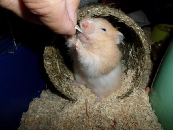 hamster 2013 img0143