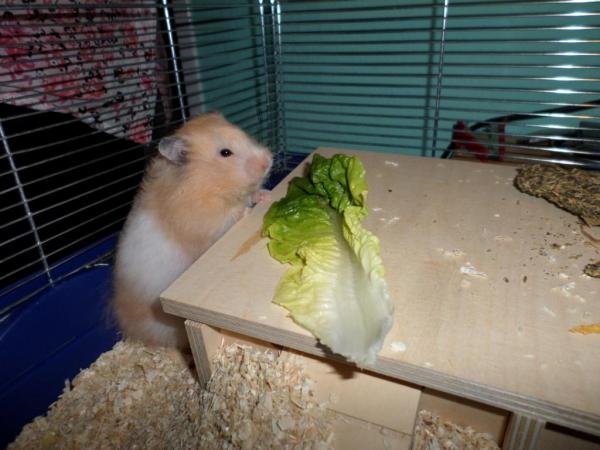 hamster 2013 img0145