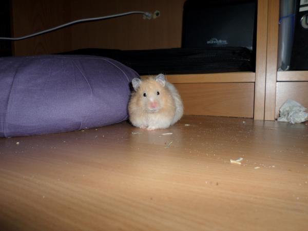 hamster 2013 img0180