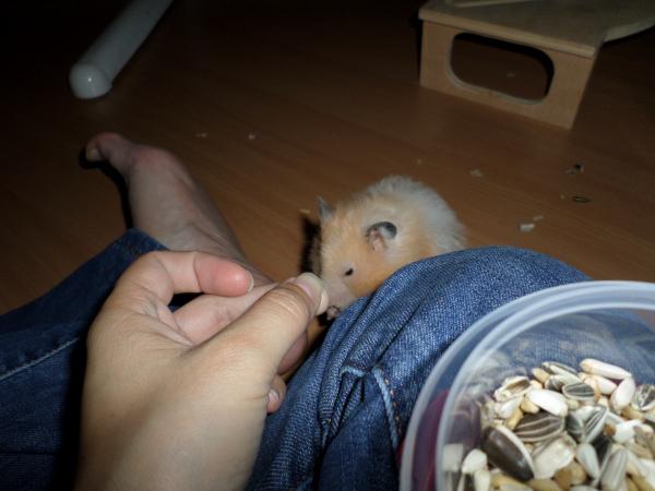 hamster 2013 img0183