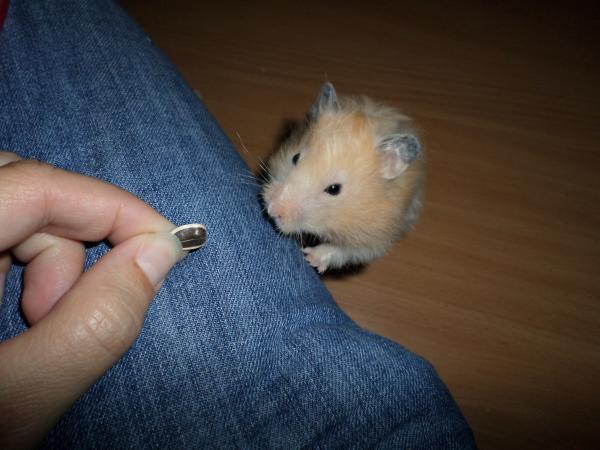 hamster 2013 img0184