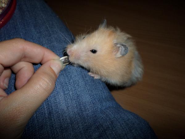 hamster 2013 img0185