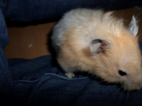 hamster 2013 img0186