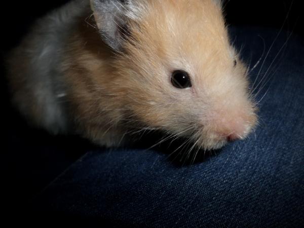 hamster 2013 img0187