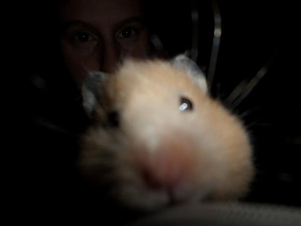 hamster 2013 img0188