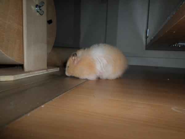 hamster 2013 img0192