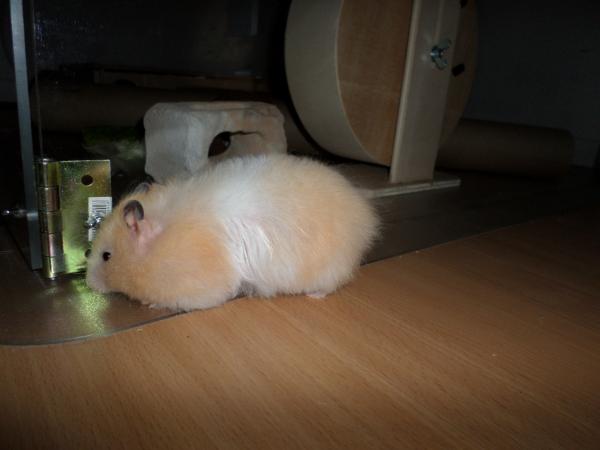 hamster 2013 img0193