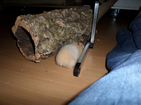 hamster 2013 img0195