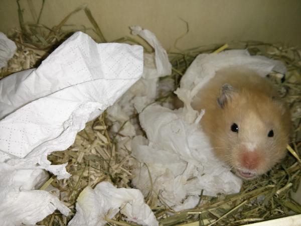 hamster 2013 img0212