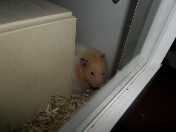 hamster 2013 img0256