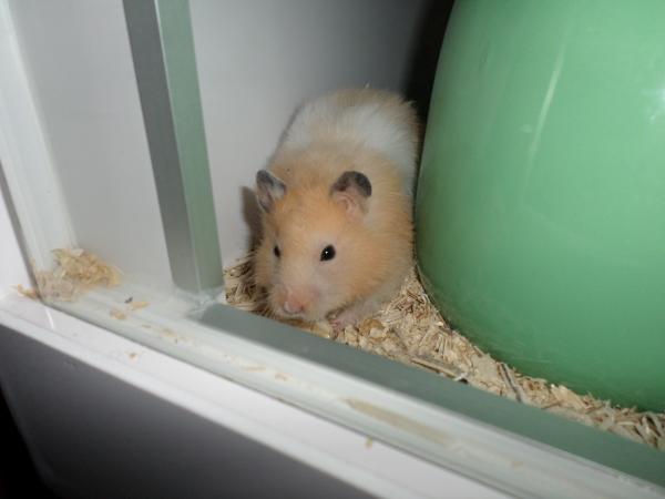 hamster 2013 img0267