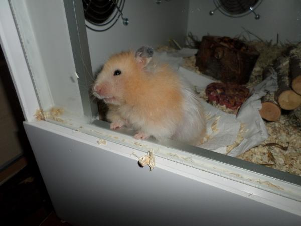 hamster 2013 img0268