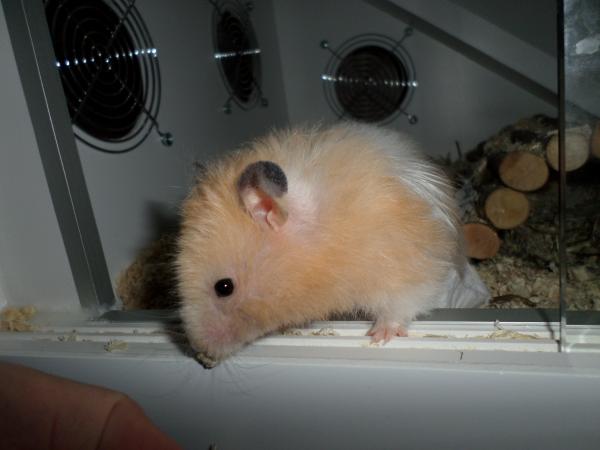 hamster 2013 img0269