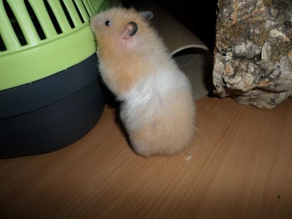 hamster 2013 img0271