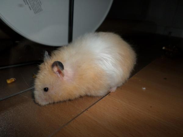 hamster 2013 img0275