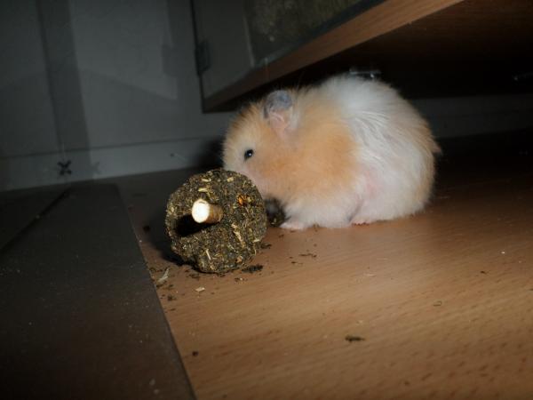 hamster 2013 img0279