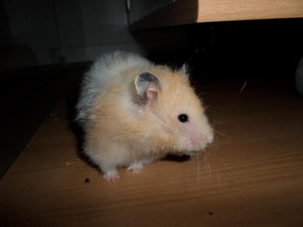 hamster 2013 img0280