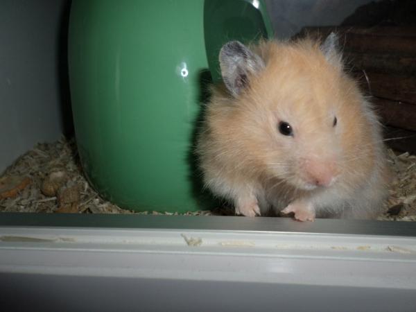 hamster 2013x2 img0007