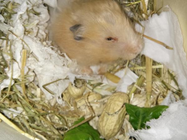 hamster 2013x2 img0106