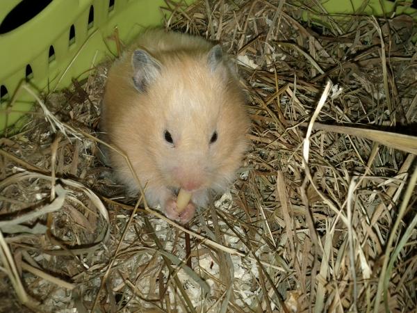 sonstiges hamster5 img0562