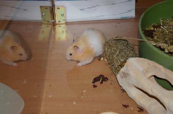 sonstiges hamster5 img0571