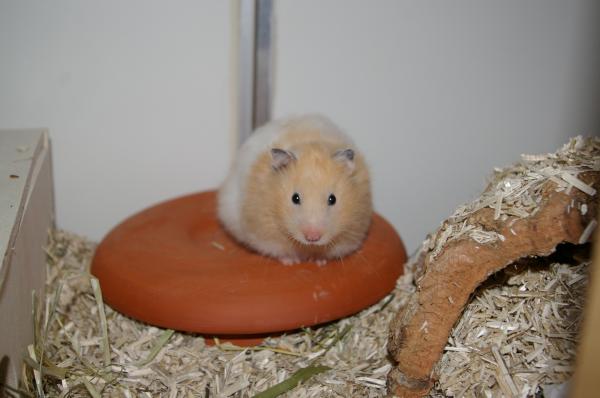 sonstiges hamster5 img0572