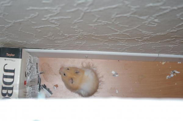 sonstiges hamster5 img0575