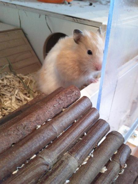 sonstiges hamster5 img0576