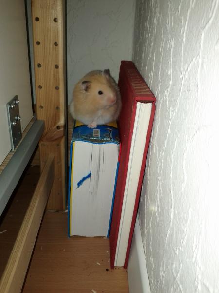 sonstiges hamster5 img0577