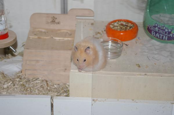 sonstiges hamster5 img0581