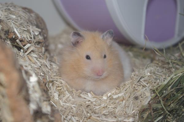 sonstiges hamster5 img0586