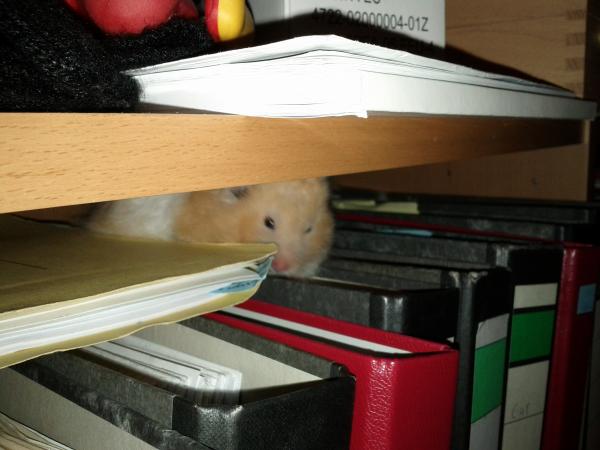 sonstiges hamster5 img0600