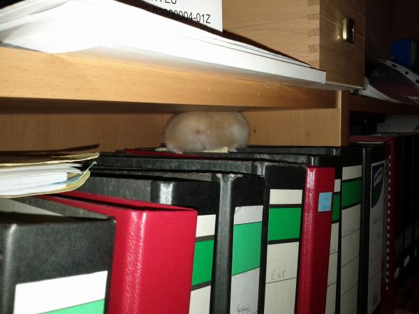 sonstiges hamster5 img0602