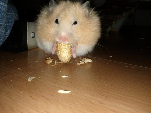 sonstiges hamster5 img0606