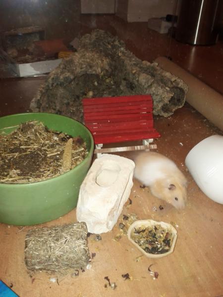 sonstiges hamster5 img0619