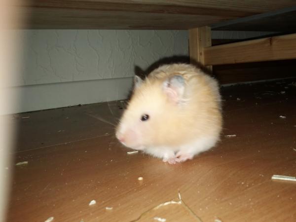 sonstiges hamster5 img0620