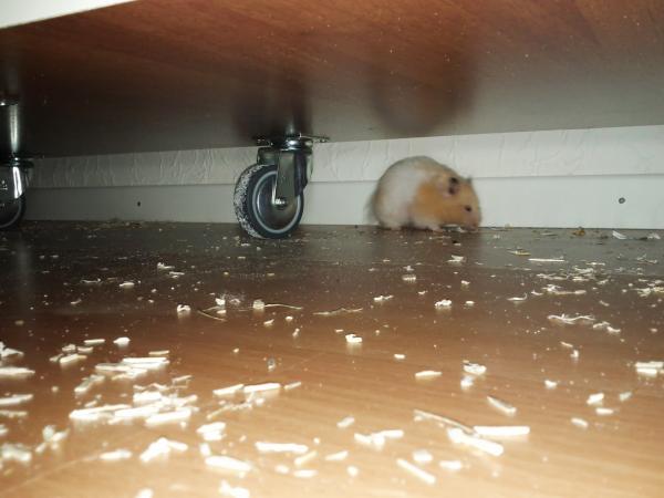 sonstiges hamster5 img0621