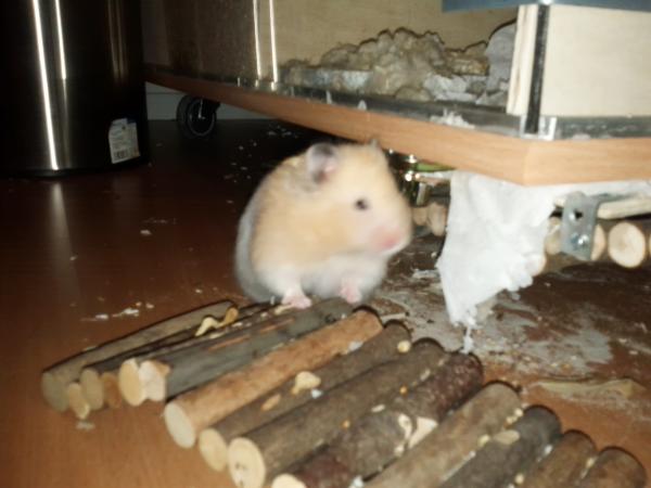 sonstiges hamster5 img0623