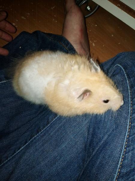 sonstiges hamster5 img0625