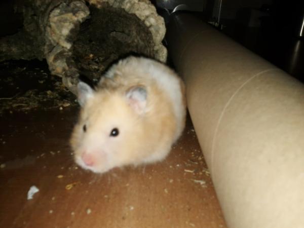 sonstiges hamster5 img0626