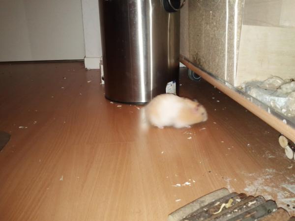 sonstiges hamster5 img0628