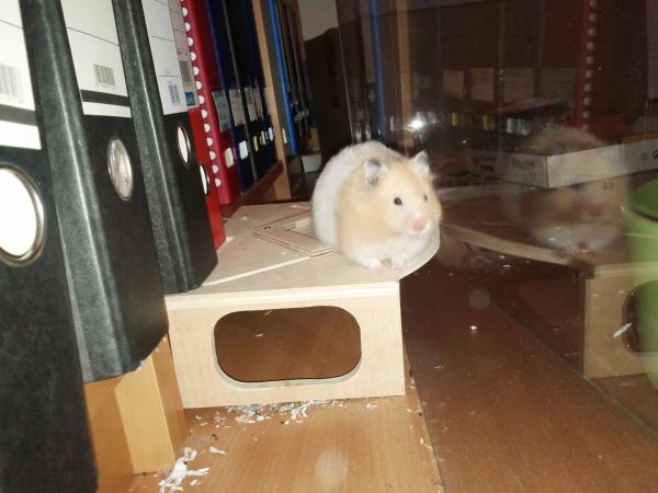 sonstiges hamster5 img0630