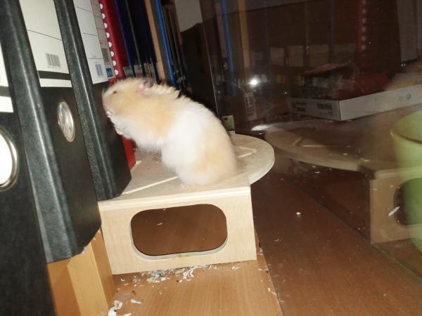 sonstiges hamster5 img0631