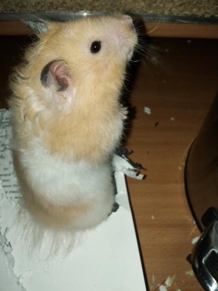 sonstiges hamster5 img0632