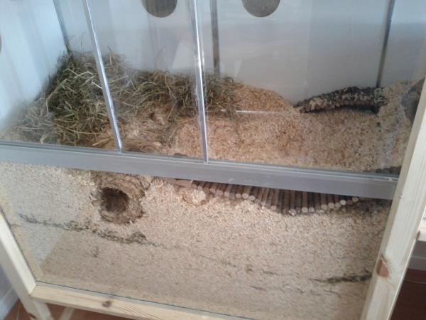 sonstiges hamster img0005