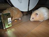 hamster 2013 img0277