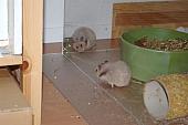 sonstiges hamster5 img0157