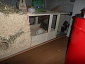 hamster 2013x2 img0269