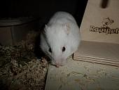 hamster 2013x2 img0279